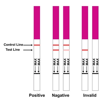 High Accuracy FYL rapid test kits/Powder FYL test strip/powder FEN test strip/FYL test strip 1ng/mL