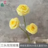 Three-headed Bubble Rose XWJ Yellow