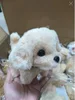 Little golden-gold