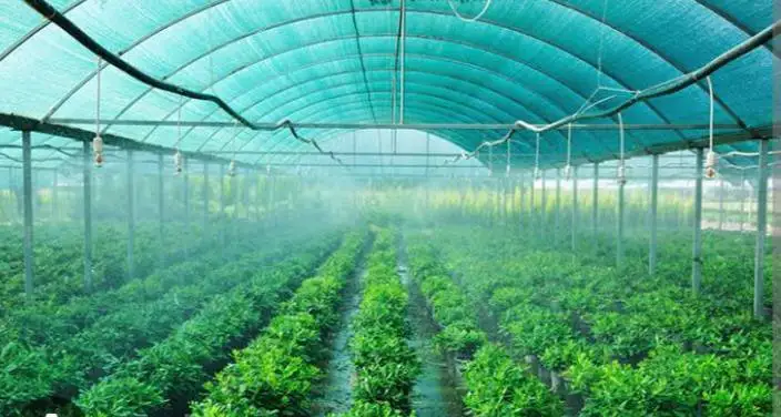 Dark Green Greenhouse Shading Net 35% 50% 75% 90% Uv-treated Hdpe Shade Net for Agriculture He8bf629d0f2f4698a55c637c5b637d10s