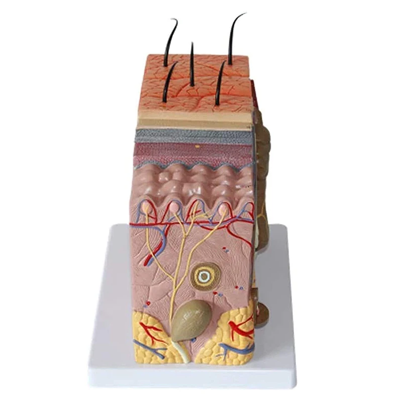 Human Structure 3D Skin Anatomy Model For Science Classroom Study Display Teaching