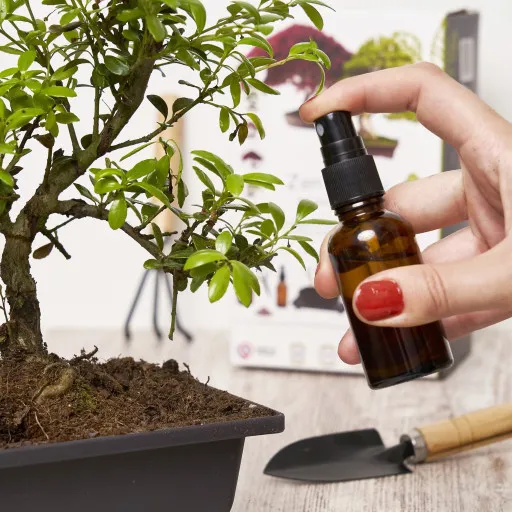 happy seed bonsai Exotische Bonsai Samen mit hoher Keimrate