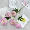 Rosa 8