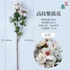 High-branched crape myrtle flowers JC white
