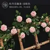 The vine of the national beauty peony - light pink