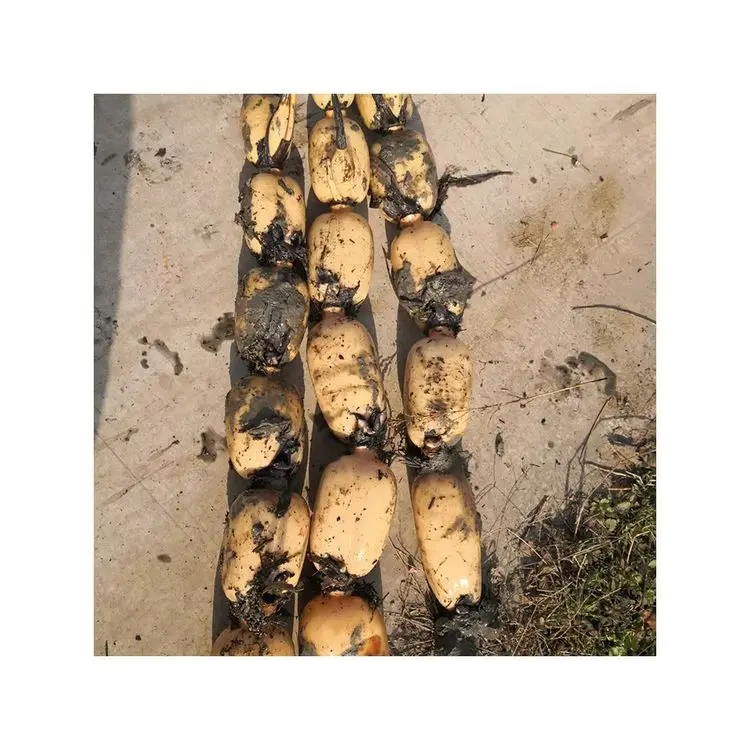 Premium Frozen Vegetables Easy Cook High-quality and Cheap Fresh Lotus Roots From China