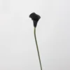 4#  Calla comune a mezzaluna (viola scuro)
