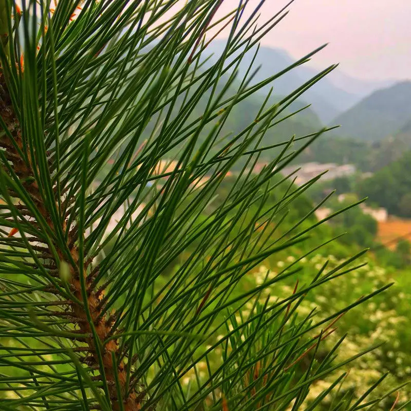 pine needle tea (1).jpg