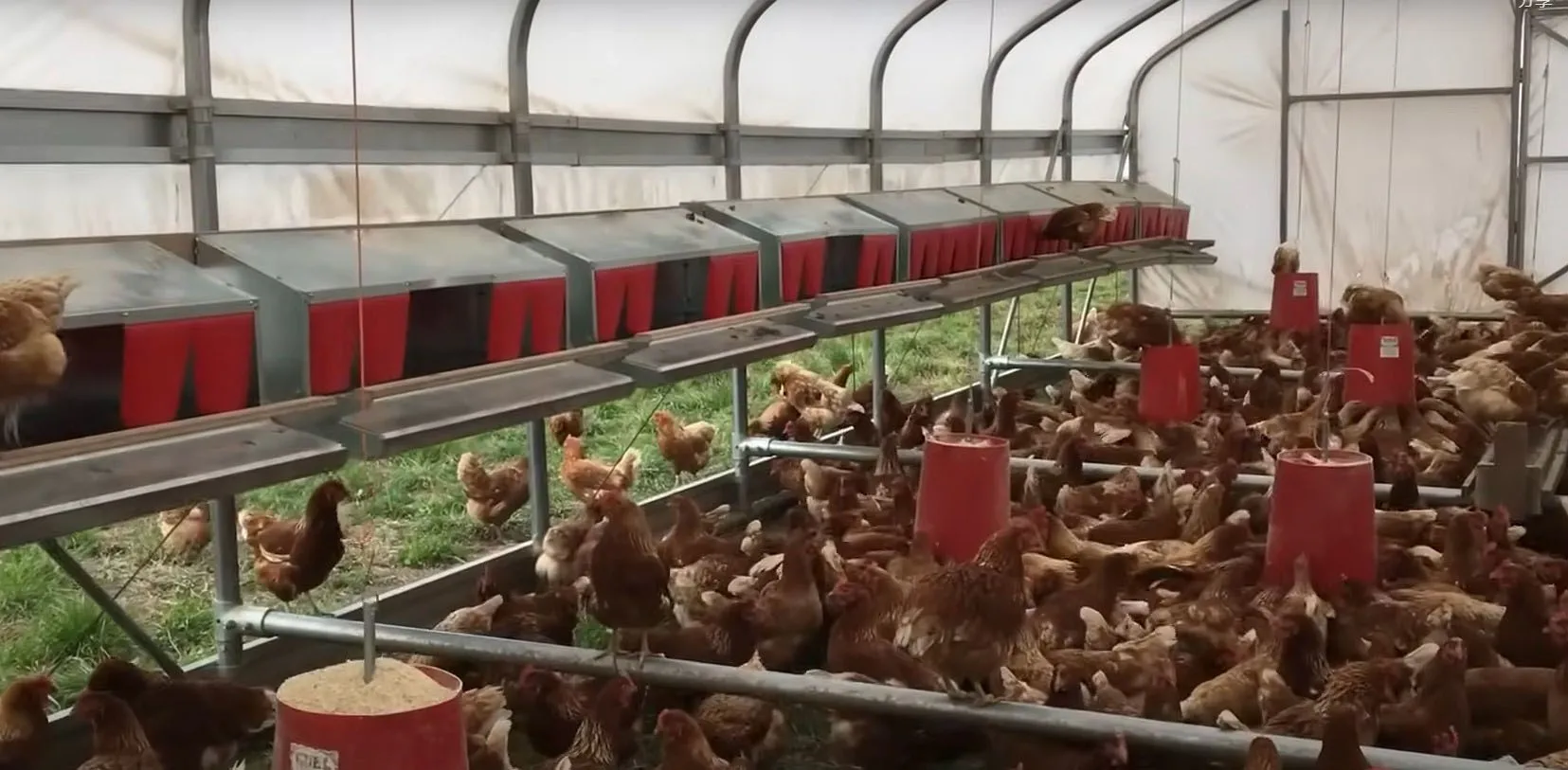 POULTRY HELPER Automatic Reversible Chicken Poultry Nesting Box for Laying Chicken Egg Nest Box Machine  Chicken Laying Boxes