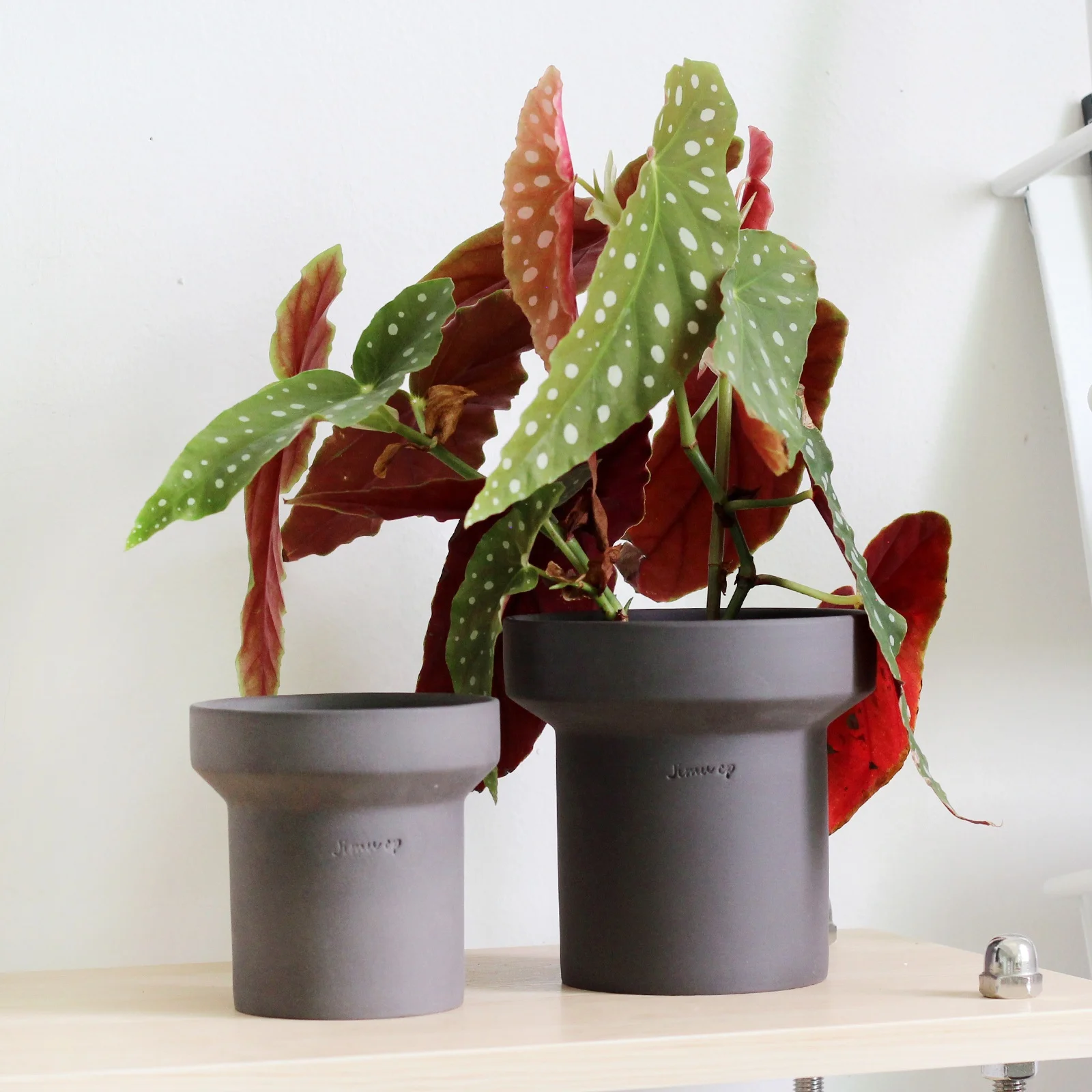 pilea ufopflanze Pilea peperomioides (Ufo-Pflanze / Chinesischer Geldbaum)  Jungle Leaves
