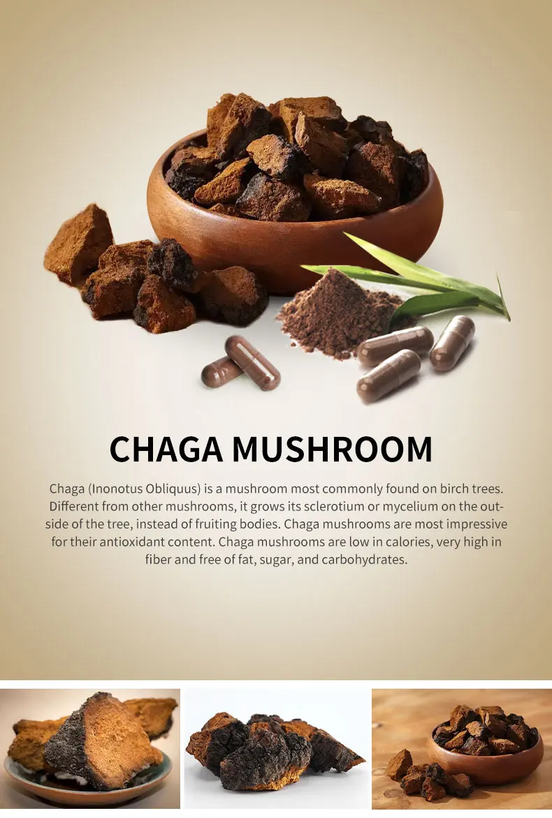 Oem Label Chaga Extract Mushroom Inonotus Obliquus Extract Powder