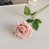 rosa2
