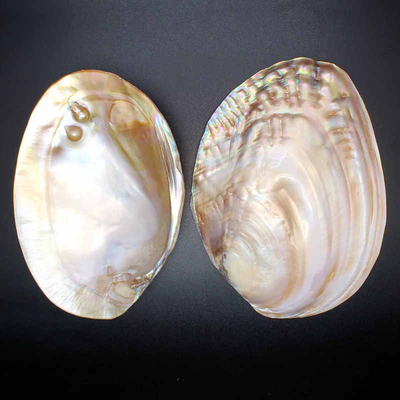 Natural Conch Shell Ornaments Jewelry Display Plate Jewelry Plate ...
