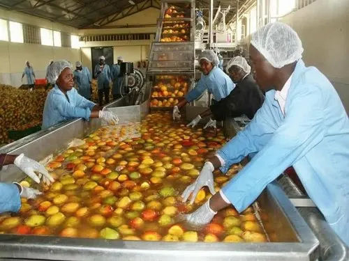 Complete Mango and Pineapple Production Plant Mango Juice Processing Line Customized Fruit Juice Making Machine Provided PLC 600