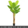 190cm/Double-rod banana tree,