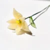 Narciso di marzo