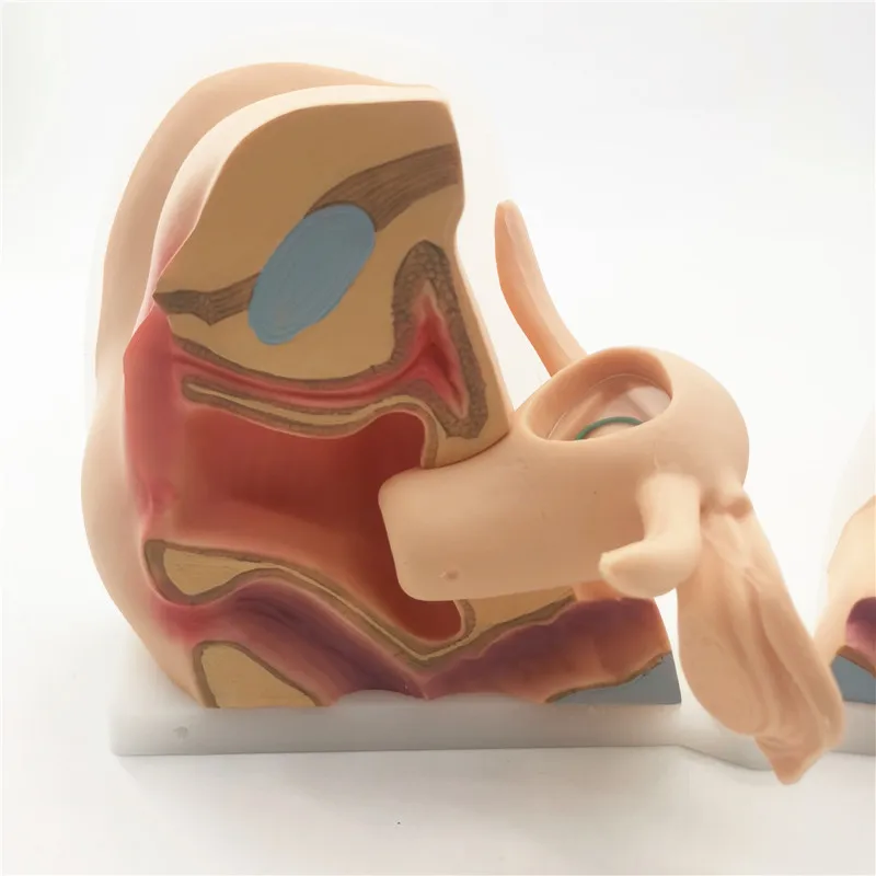 Contraceptive Device Training Model - Gynecological Model