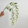 Campanula Bianca