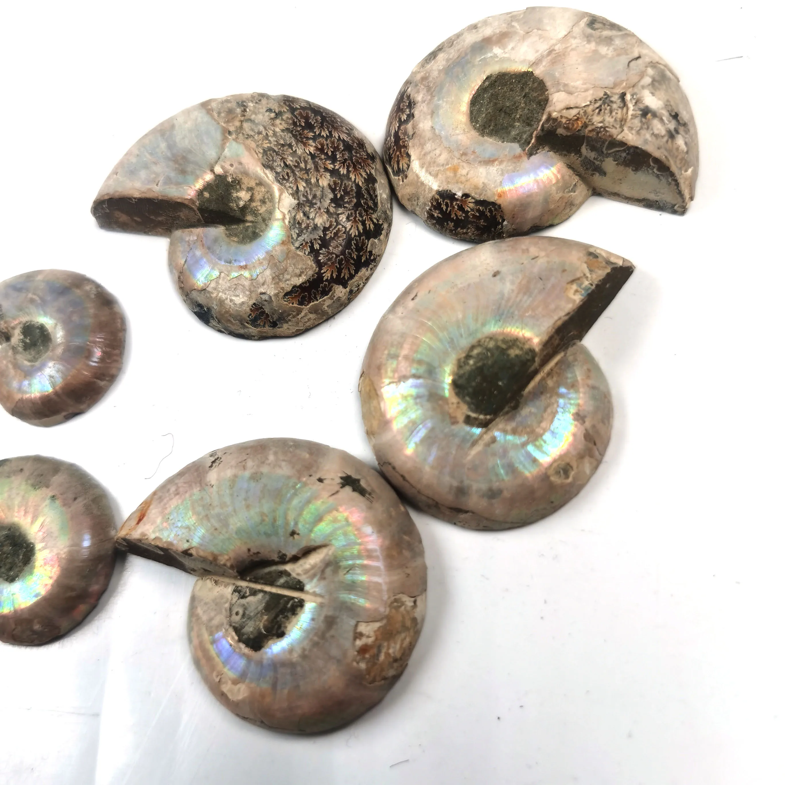 Conch Fossils Slice Rainbow Ammonite Fossil Stone Snail Conch Fossil Specimen