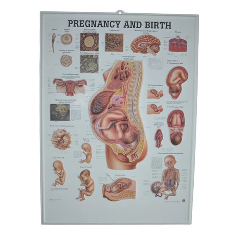 
3D образовательные медицинские Обучающие настенные таблицы по анатомии людей и легких, 3d медицинский плакат 