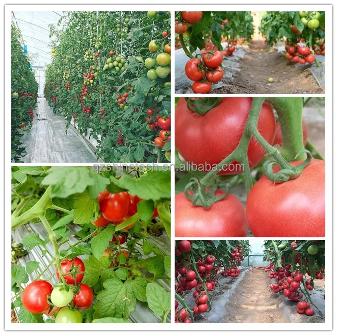 Multi-span greenhouse