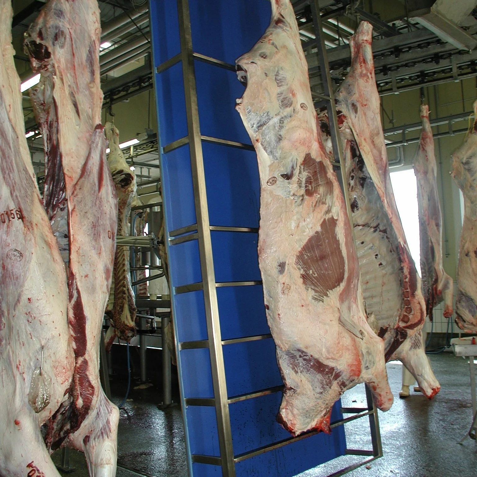 Turnkey halal cattle slaughtering line for modern cattle slaughterhouse including meat cutting and deboning line