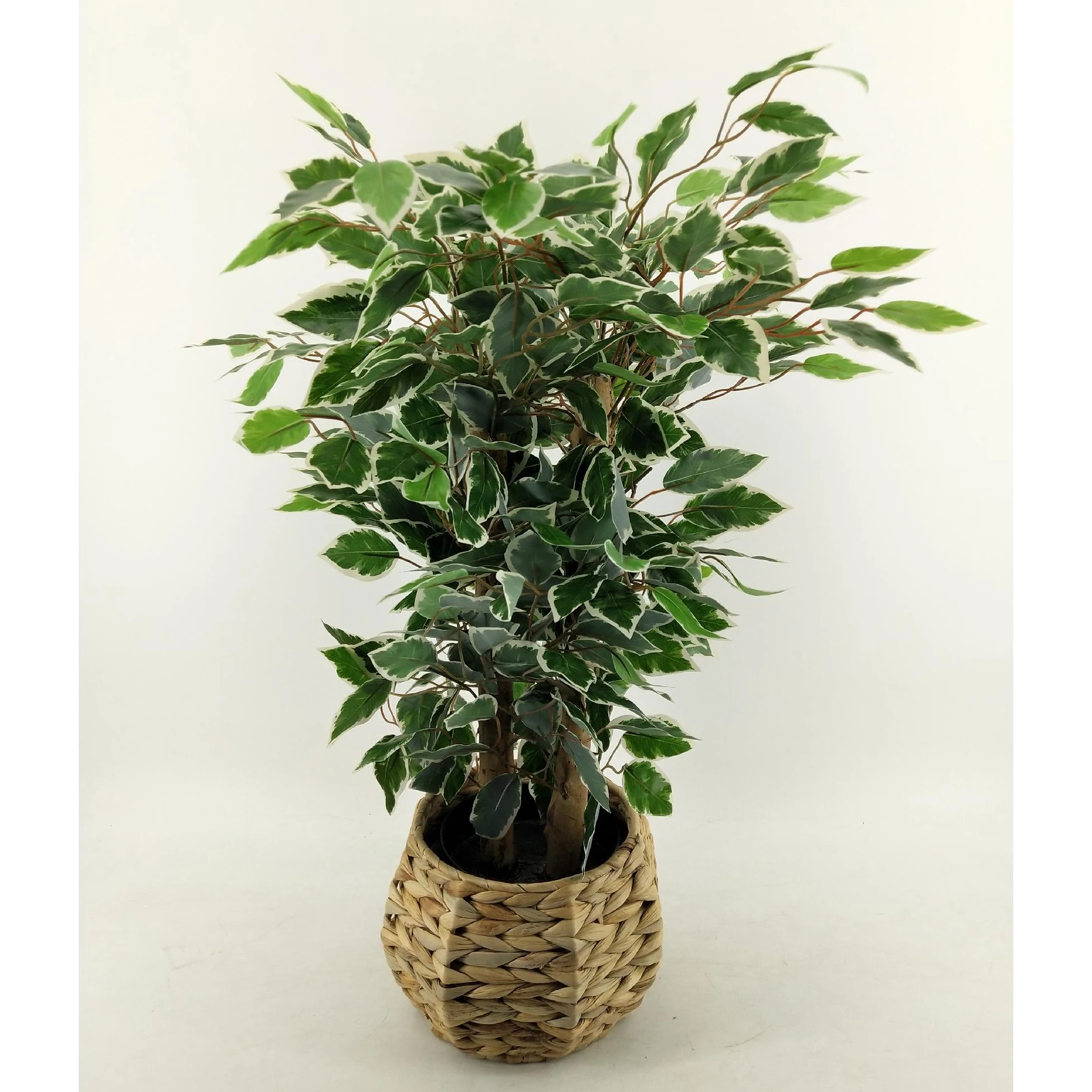 desert rose plant for sale Desert Rose (Adenium Obesum) main image 1