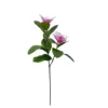 Magnolia deep pink-80cm