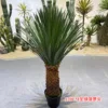 Cabeza de piña totalmente verde, 120 cm.