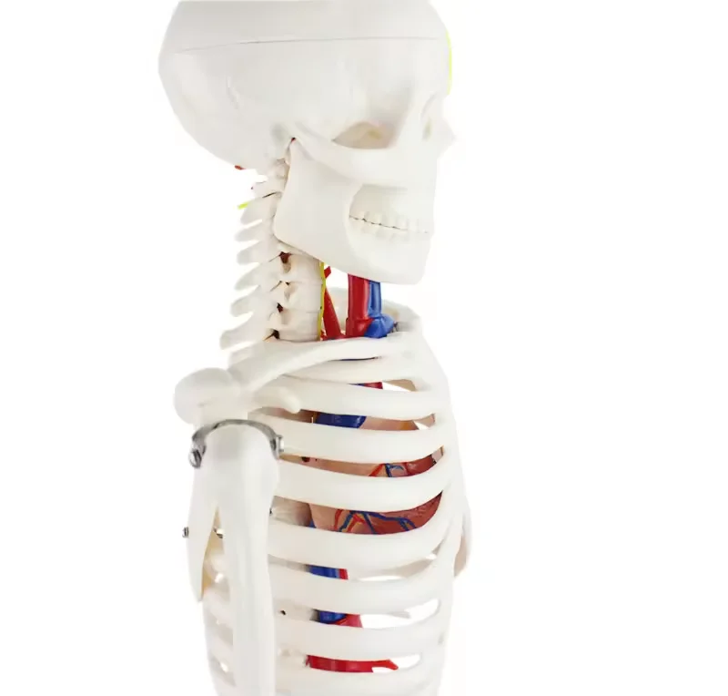 85cm Tall PVC Human Skeleton Model Medical Anatomy Skeleton Plastic Skeleton Model Human Sketeon Model