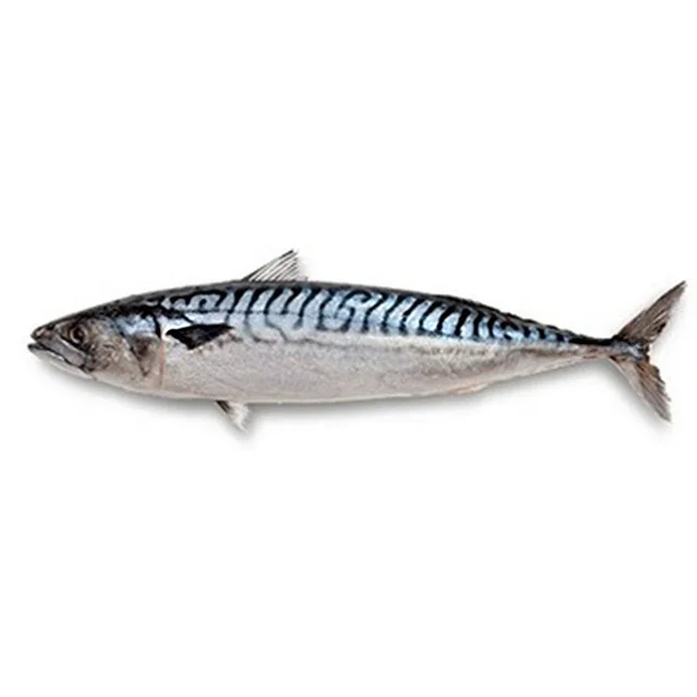 best seafood whole round frozen pacific mackerel for sale - buy