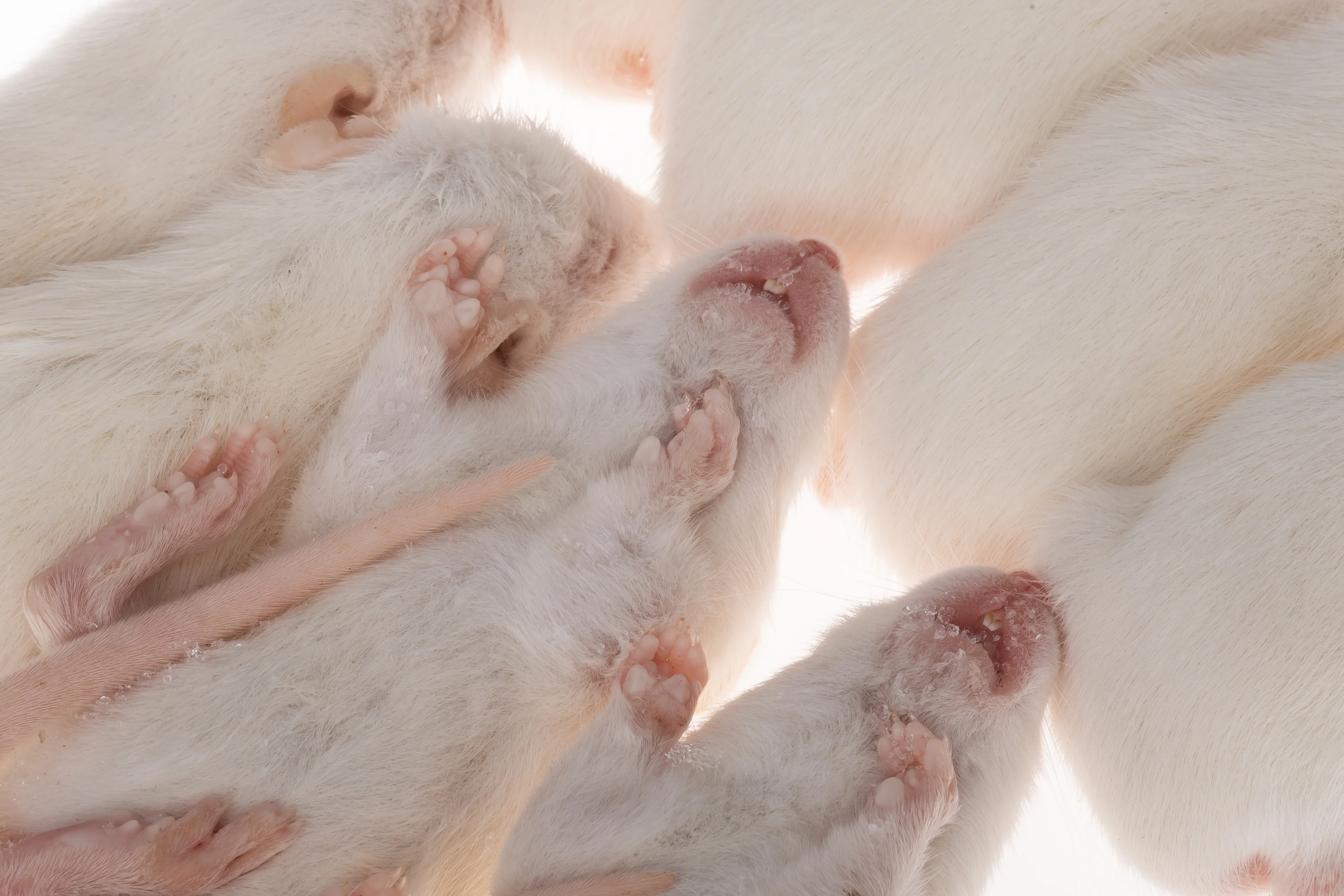 Pinky Mice For Pet Snakes,Lizards,Frogs,Turtles,Crocodiles,Foxes,Hawks