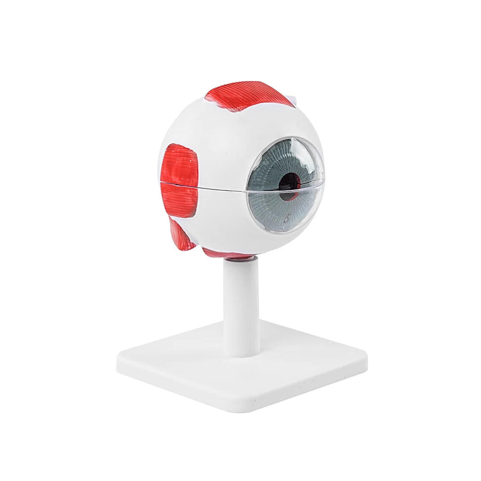 Cornea Eye Conditions Medical Anatomical Human Corneal Disease Model Human Cataract Eye Anatomical Model Interchangeable Lenses