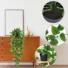 Pothos à 5 fourches (avec pot)