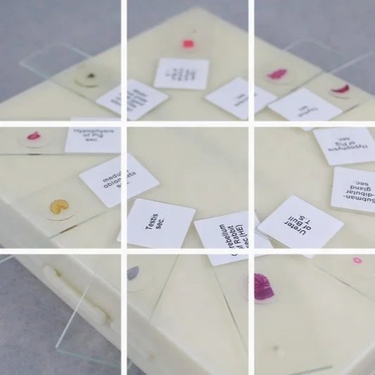 Лезвие курицы серийные поперечные секции микроскоп готовые слайды на животных