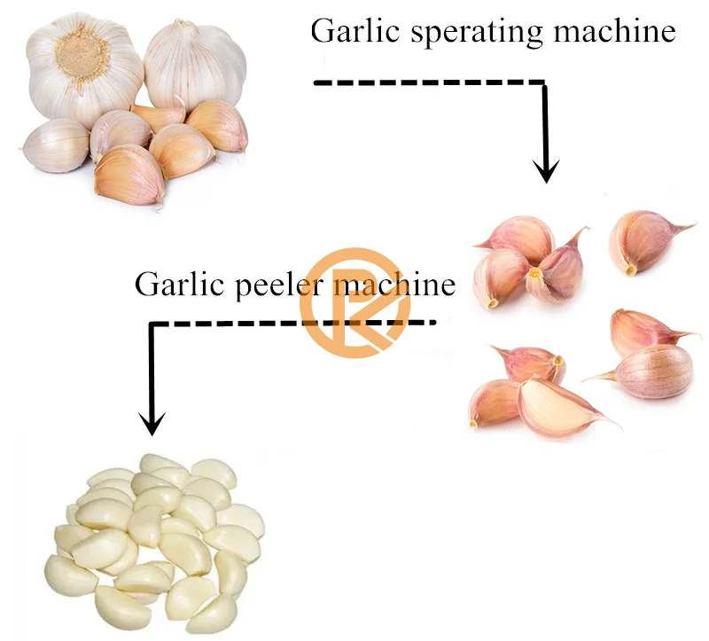 Separating Garlic Bulb Split Screening Splitter Machine Onion Peeling