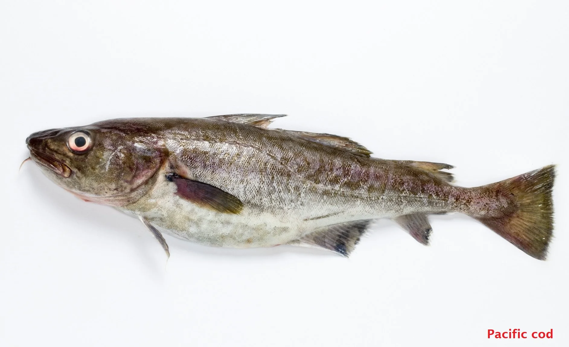 日本散装新鲜海鲜冷冻太平洋鲱鱼鲭鱼