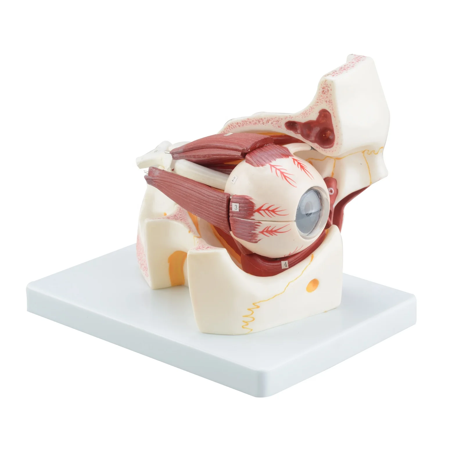 Человеческого тела мини и орбитальные модель 3 раза увеличен (10 частей), медицинский анатомические образовательной модели CBM-221C