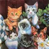 Gatto