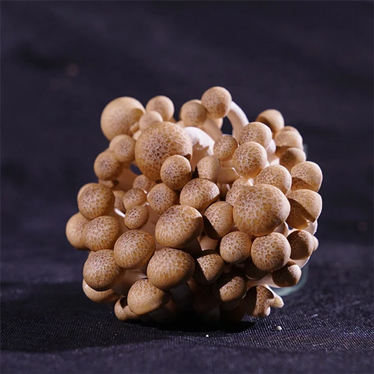 Горячая распродажа! Питательный к употреблению в пищу гриб шиитаке коричневый гриб шимеджи