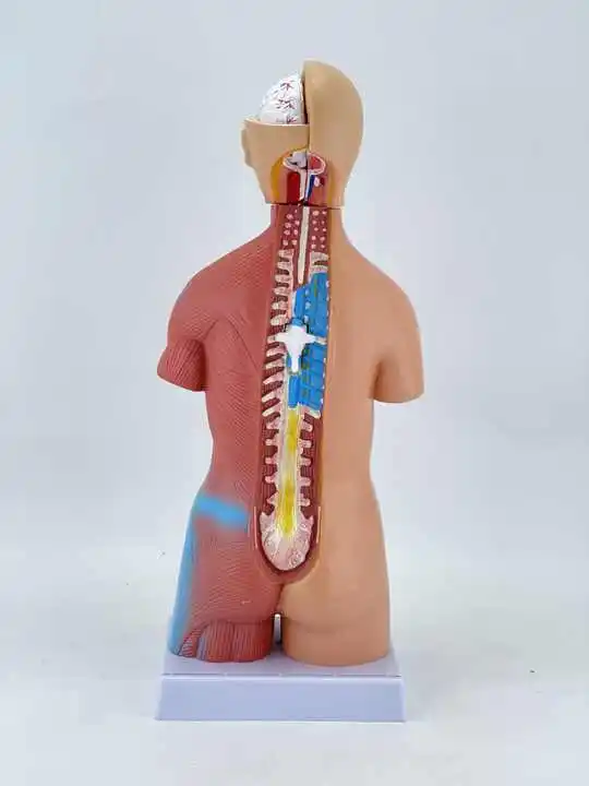 Anatomical 45 cm PVC Human Torso Model with 18 Parts Medical Educational  Equipment for Rehabilitation