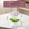 Gradient purple forget-me-not potted plant