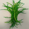 1 Amarillo y Verde