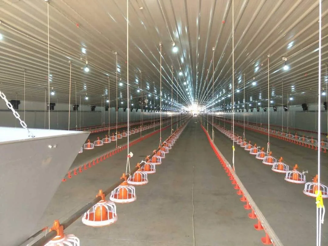Rearing Chicken Feeding Line Automatic Chicken Feed Line Water Feeders for Chickens