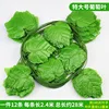 20-leaf extra-large grape (12 vines)