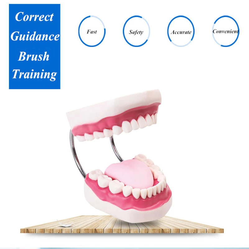 Kindergarten Teaching Children Brush Teeth Toy Dental Care Model