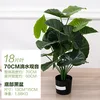 Dieffenbachia à 18 feuilles