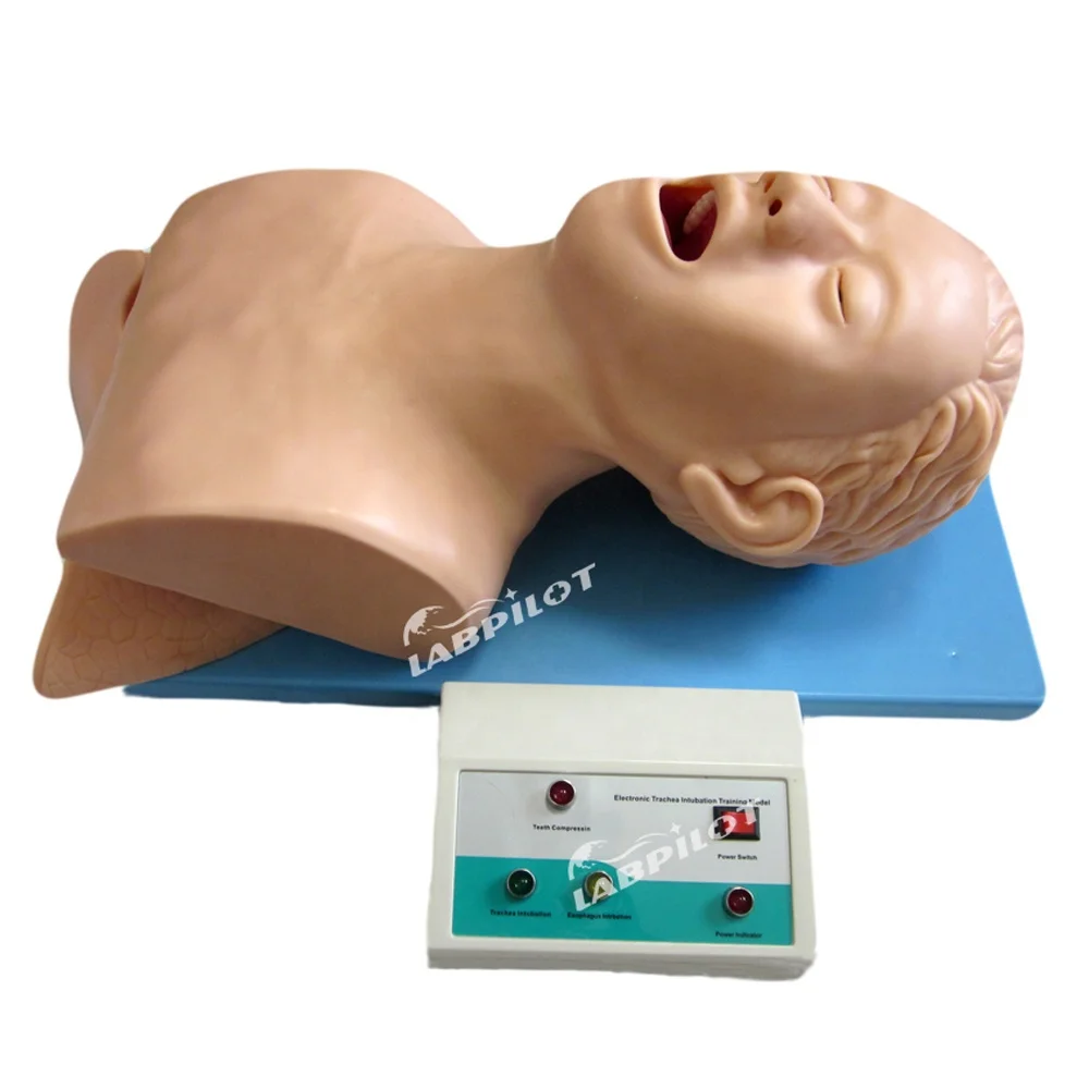 Mannequin d'intubation pour Nouveau-né, modèle d'enseignement de  l'éducation à l'intubation en PVC, modèle de simulateur de Mannequin  d'intubation