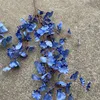 สีฟ้าฝุ่น, สีฟ้าลาฟฟีย์แดนซ์