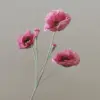 Rose de Venise